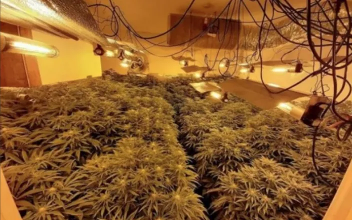 Aksion antidrogë në Lezhë, zbulohet magazina ku kultivohej kanabisi, disa të arrestuar