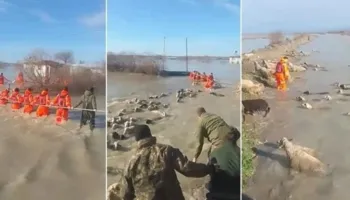 Akt heroik/ Me ujin deri në gju, momenti kur ekipet e emergjencës shpëtojnë 220 dele nga përmbytjet