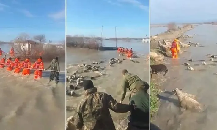 Akt heroik/ Me ujin deri në gju, momenti kur ekipet e emergjencës shpëtojnë 220 dele nga përmbytjet