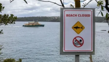 Alarm në Australi: Katër sulme nga peshkaqenë brenda 48 orëve, autoritetet u bëjnë thirrje qytetarëve të shmangin detin