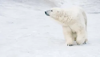 Ariu polar plagos tre anëtarë të një familjeje në Siberi, përfshirë një fëmijë