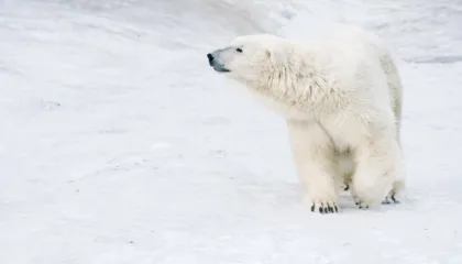 Ariu polar plagos tre anëtarë të një familjeje në Siberi, përfshirë një fëmijë