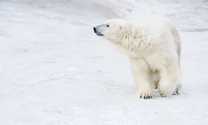 Ariu polar plagos tre anëtarë të një familjeje në Siberi, përfshirë një fëmijë