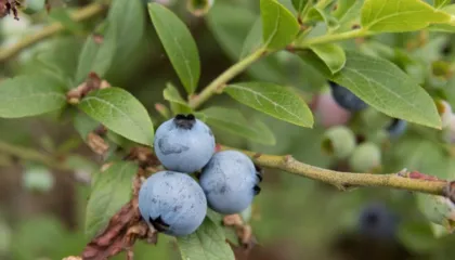 Boronicat e egra janë të dobishme për zemrën, metabolizmin dhe mikrobiomën