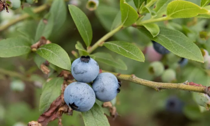 Boronicat e egra janë të dobishme për zemrën, metabolizmin dhe mikrobiomën