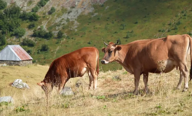 Bujqësia në rënie/ Minus 1.73% në 2025, ekspertët tregojnë arsyet e rënies së prodhimit: Fragmentimi i tokave dhe subvencionet jo të mjaftueshme