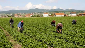 Censi i Bujqësisë/ BIRN: Qeveria bën gati nismën për të dhënat e ekonomisë rurale