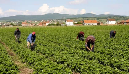 Censi i Bujqësisë/ BIRN: Qeveria bën gati nismën për të dhënat e ekonomisë rurale