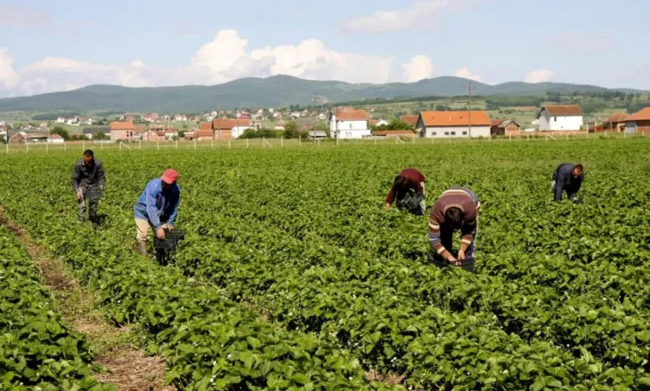 Censi i Bujqësisë/ BIRN: Qeveria bën gati nismën për të dhënat e ekonomisë rurale
