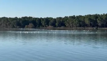 Censusi i shpendëve të ujit/ Specialistët nisin numërimin në Vlorë dhe Prespë, shihen specie të rralla