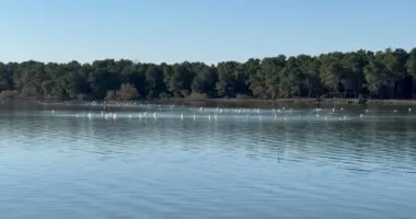 Censusi i shpendëve të ujit/ Specialistët nisin numërimin në Vlorë dhe Prespë, shihen specie të rralla
