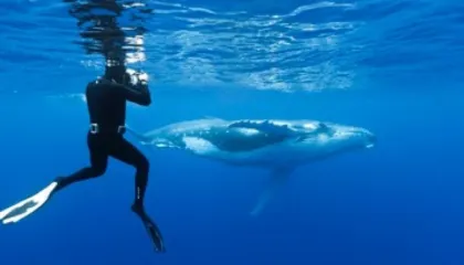 Çfarë fshehin oqeanet e thella? Zbulime nga fundi i detit