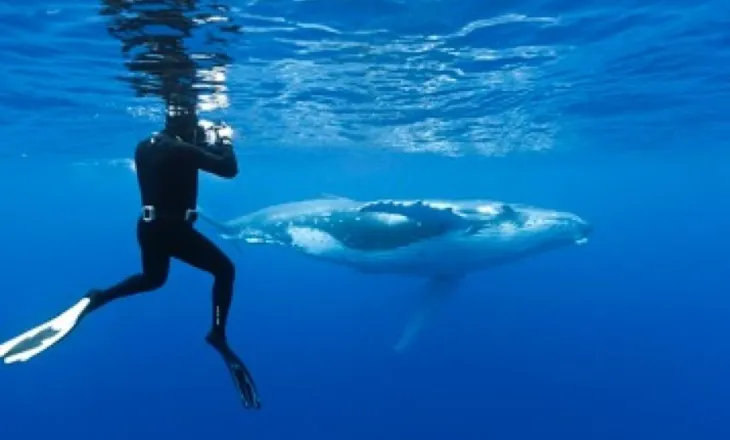 Çfarë fshehin oqeanet e thella? Zbulime nga fundi i detit
