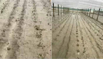 Dalja e lumit Osum nga shtrati, përmbyten serat në Dimal/ Fermerët: Kemi shpenzuar dy milionë lekë vetëm për fidanët, duam ndihmë nga shteti