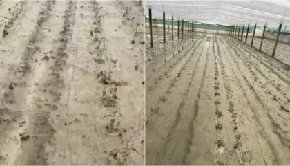 Dalja e lumit Osum nga shtrati, përmbyten serat në Dimal/ Fermerët: Kemi shpenzuar dy milionë lekë vetëm për fidanët, duam ndihmë nga shteti