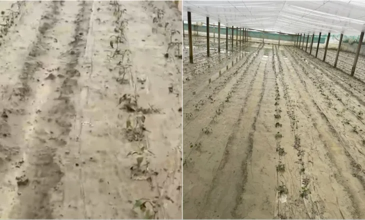 Dalja e lumit Osum nga shtrati, përmbyten serat në Dimal/ Fermerët: Kemi shpenzuar dy milionë lekë vetëm për fidanët, duam ndihmë nga shteti