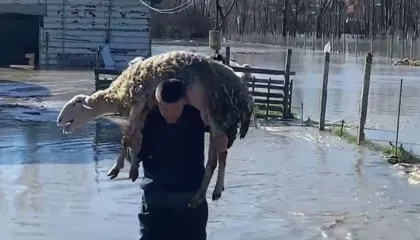 Dalja e lumit Seman nga shtrati, përmbyten stallat e bagëtive dhe pularive, fermerët apel për ndihmë