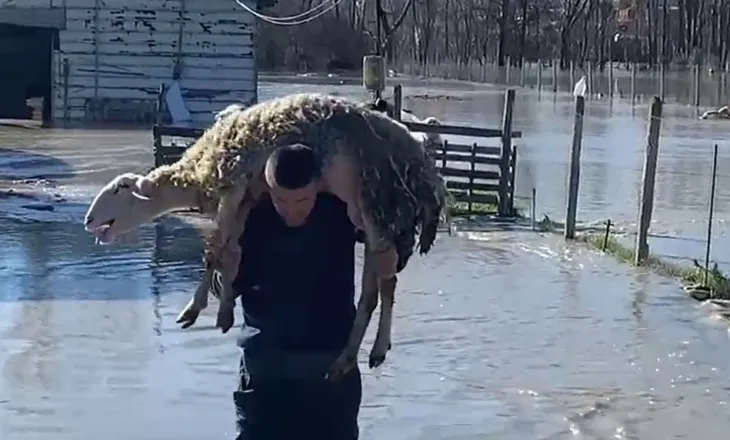 Dalja e lumit Seman nga shtrati, përmbyten stallat e bagëtive dhe pularive, fermerët apel për ndihmë