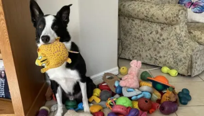 Disa qen mund të mësojnë fjalë të reja duke përgjuar