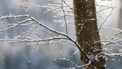 Dita e sotme parashikohet me reshje shiu dhe dëbore në lartësi, ulen temperaturat