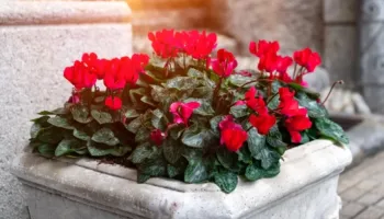 E keni në shtëpi dhe nuk e dini? Kjo bimë mund ta zbukurojë shtëpinë tuaj deri në pranverë