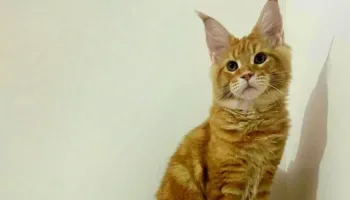 E lindur në Paris por jeton në Brescia: Një kotele e racës Maine Coon, shpallet macja më e bukur në botë