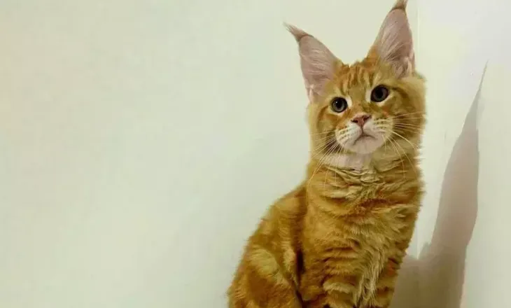 E lindur në Paris por jeton në Brescia: Një kotele e racës Maine Coon, shpallet macja më e bukur në botë