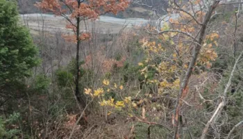 EMRI/Kamioni bie në humnerë në Gramsh, policia jep informacion zyrtar: Viktimë një 43-vjeçare! Dy të plagosur në spital