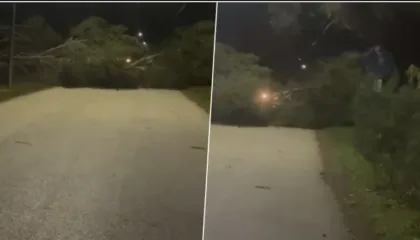 Era e fortë rrëzon disa pisha rrugës për në Zvërnec, bllokohet kalimi për automjetet