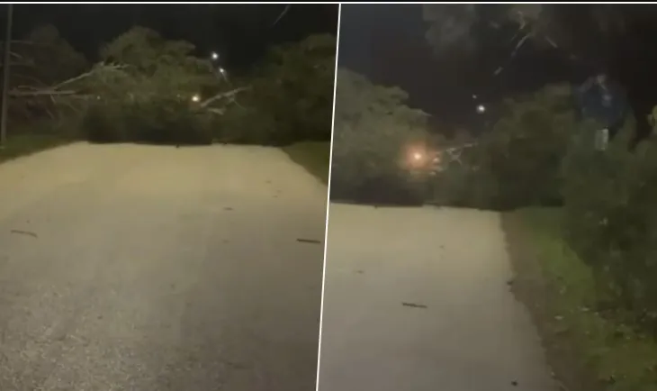 Era e fortë rrëzon disa pisha rrugës për në Zvërnec, bllokohet kalimi për automjetet