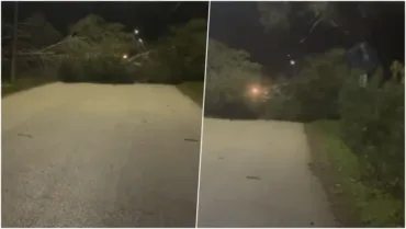 Era e fortë rrëzon pishat në rrugën Vlorë-Zvërnec, bllokohet qarkullimi për automjetet, ndërhyjnë forcat zjarrfikëse