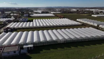 Fermerët e serave në krizë/ Përmbytjet u shkatërruan të mbjellat, nuk kanë me çfarë të lajnë kredin