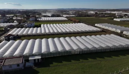 Fermerët e serave në krizë/ Përmbytjet u shkatërruan të mbjellat, nuk kanë me çfarë të lajnë kredin