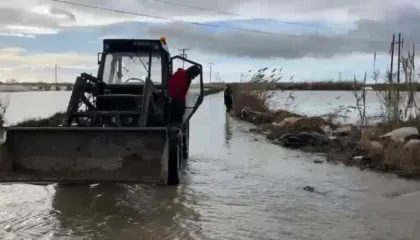 FOTO/ Vjosa përmbyt 25 ha me luleshtrydhe në Fier, 60 fermerë të dëmtuar: E përsëritur, nuk na dëmshpërblejnë
