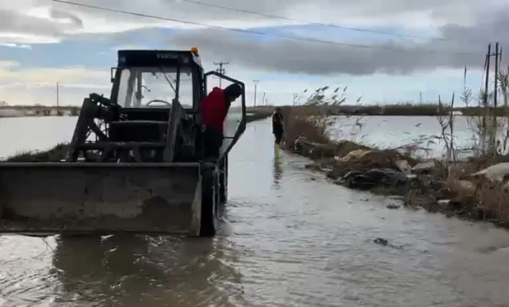 FOTO/ Vjosa përmbyt 25 ha me luleshtrydhe në Fier, 60 fermerë të dëmtuar: E përsëritur, nuk na dëmshpërblejnë