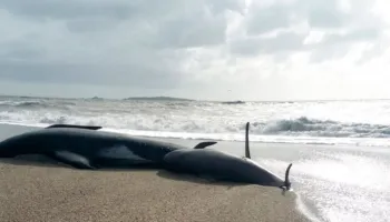 Gjashtë balena pilot nxirren të ngordhura në një plazh të Zelandës së Re, vullnetarët në luftë me kohën për të shpëtuar 15 të tjera