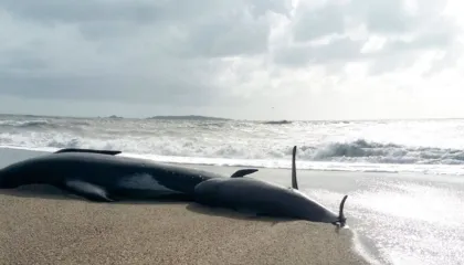 Gjashtë balena pilot nxirren të ngordhura në një plazh të Zelandës së Re, vullnetarët në luftë me kohën për të shpëtuar 15 të tjera