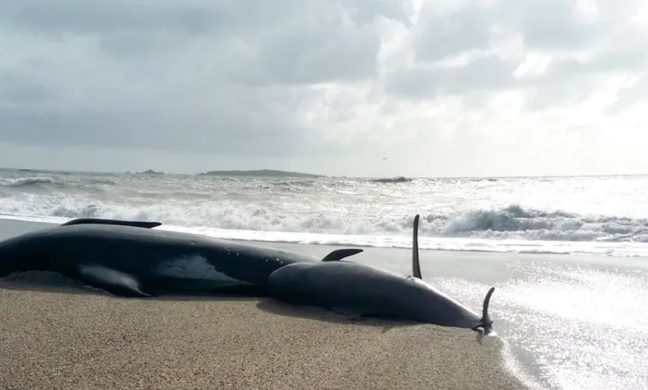 Gjashtë balena pilot nxirren të ngordhura në një plazh të Zelandës së Re, vullnetarët në luftë me kohën për të shpëtuar 15 të tjera