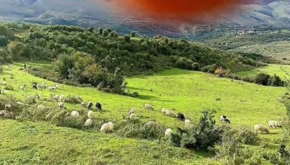 Gjendet i pajetë në një stan 56-vjeçari në Dhëmblan të Tepelenës