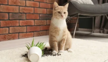 Gjërat që bëjnë macet dhe që kanë një shpjegim logjik