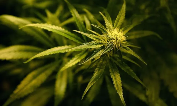 Gjermani/ Mbollën mijëra rrënjë kanabis dhe panifikonin të rrëmbenin një person, 7 shqiptarët para gjykatës