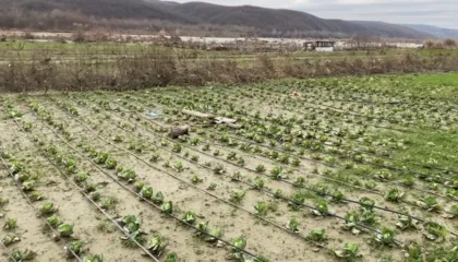 Hapja e portave të HEC-it të Banjës shkaktoi përmbytje në Cërrik, Devolli dëmtoi serrat