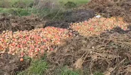 “Jam i falimentuar, nëse shteti s’më ndihmon”/ Fermeri flak 30 tonë domate: Ngricat i prishën