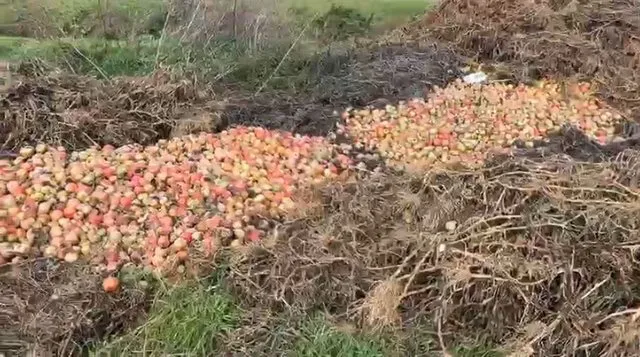 “Jam i falimentuar, nëse shteti s’më ndihmon”/ Fermeri flak 30 tonë domate: Ngricat i prishën
