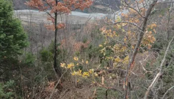 Kamioni bie në humnerë në Gramsh/ Humb jetën infermierja, shoferi dhe mësuesja në gjendje të rëndë