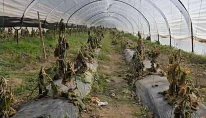 Katastrofë në bujqësi/ INSTAT: Përmbytjet dhe ngricat shkatërrojnë 65% të prodhimit të perimeve