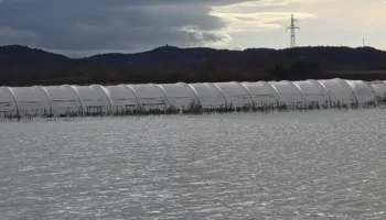 Katastrofë në Frakull/ Mbi 300 dynymë sera luleshtrydhesh nën ujë, protestojnë fermerët