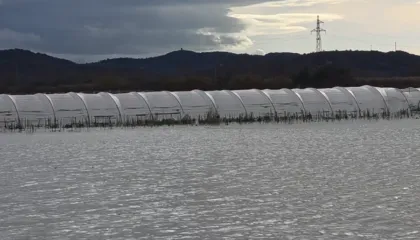 Katastrofë në Frakull/ Mbi 300 dynymë sera luleshtrydhesh nën ujë, protestojnë fermerët