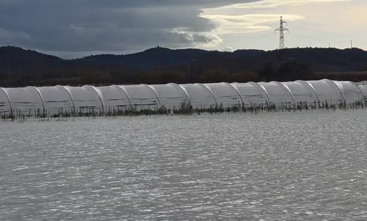 Katastrofë në Frakull/ Mbi 300 dynymë sera luleshtrydhesh nën ujë, protestojnë fermerët