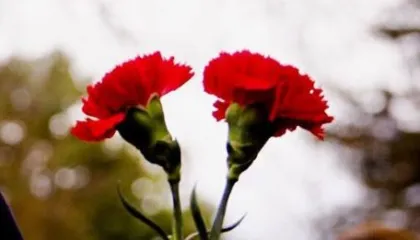 “Katër viktimat nuk gjejnë dot paqe”/ 15 vite nga “21 janari”, Rama: Drejtësia i ngjan një breshke që lutet për harresë